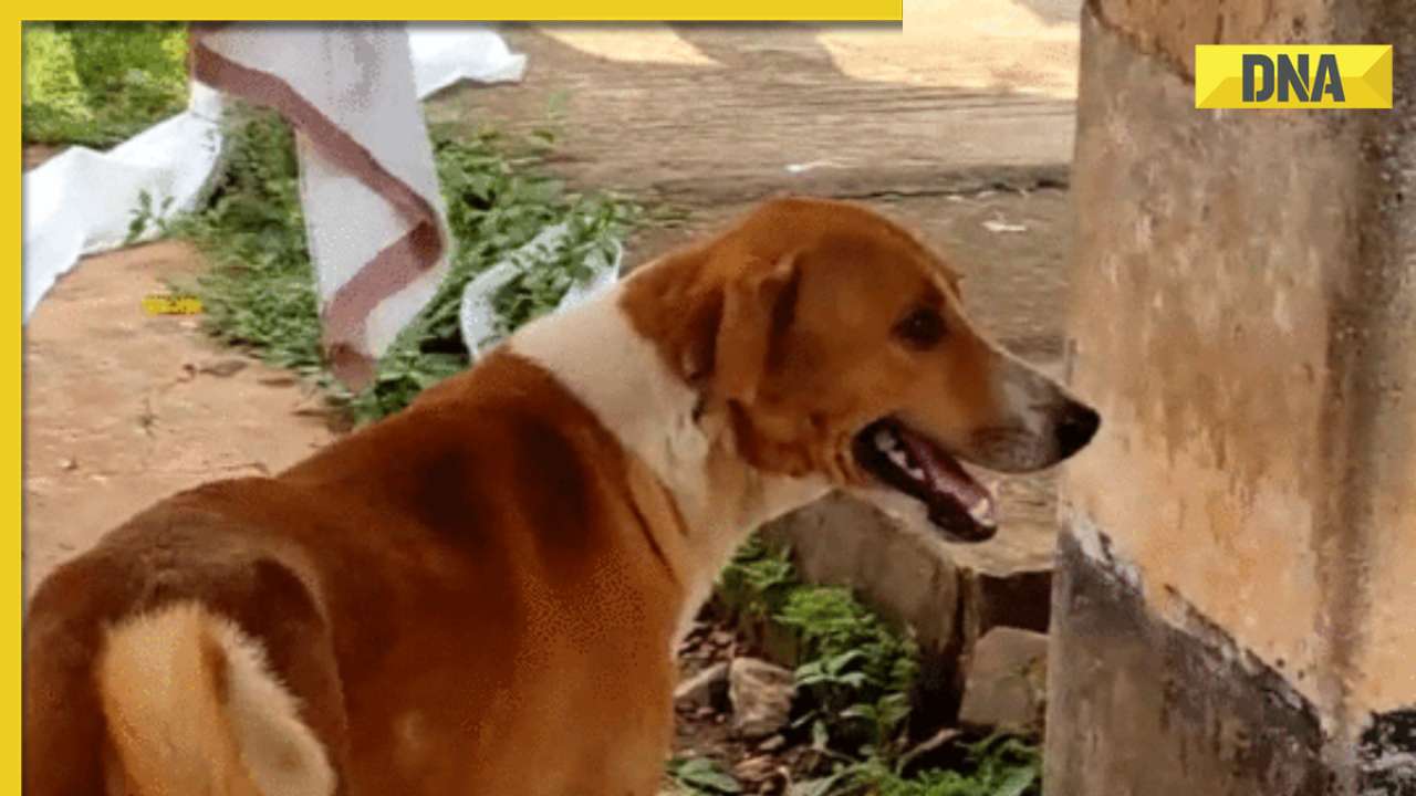 Kerala dog's heartrending wait outside hospital for dead owner