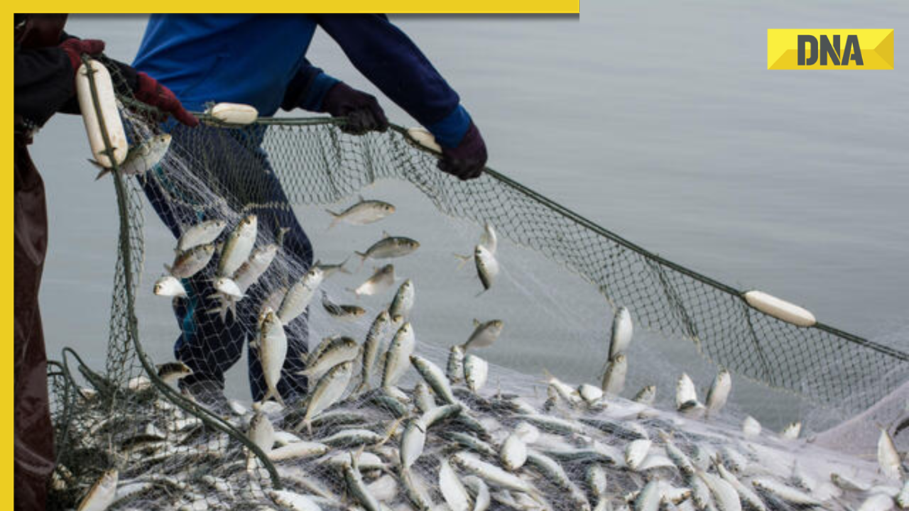 Pakistani fisherman sells 10 fish at staggering prices, becomes ...