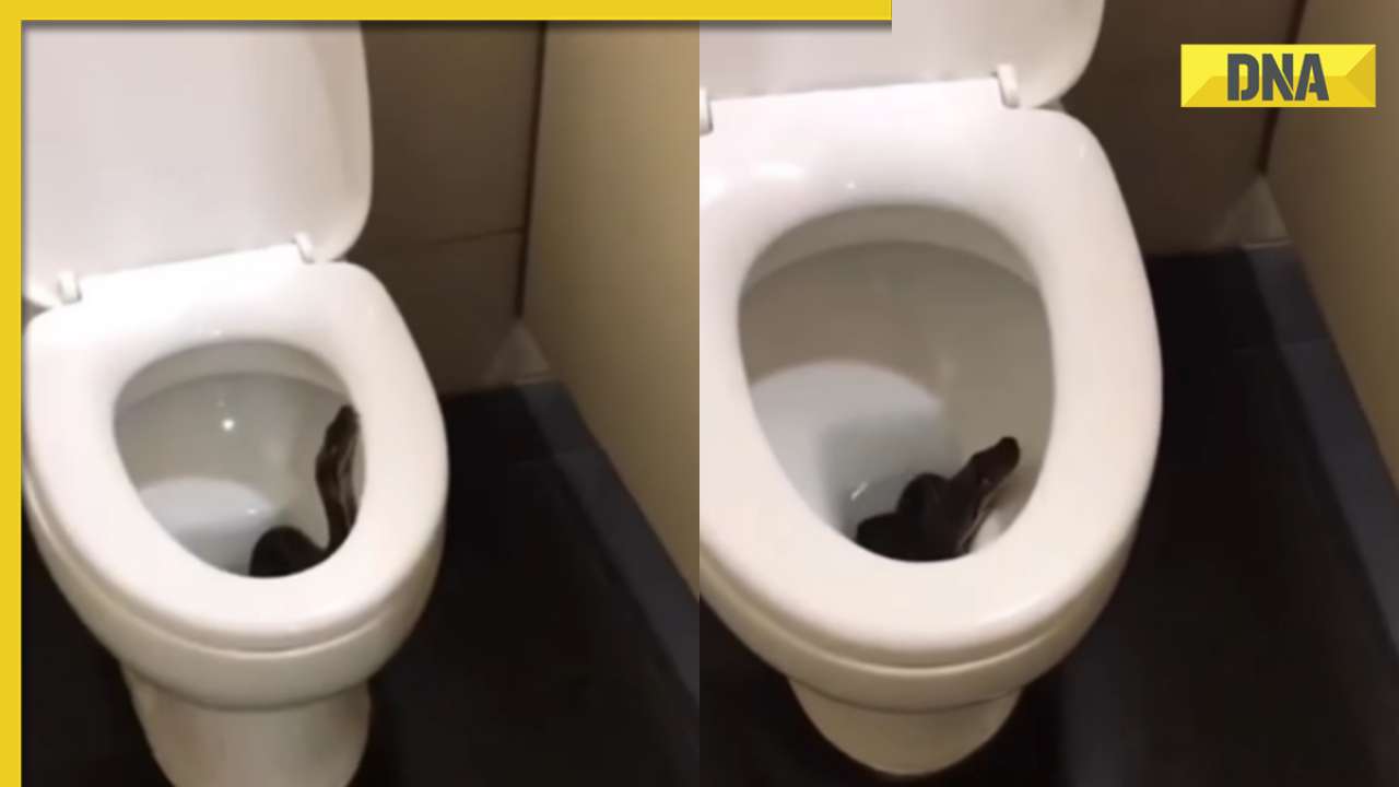 Unusual encounter: Massive snake spotted inside toilet bowl, video goes viral