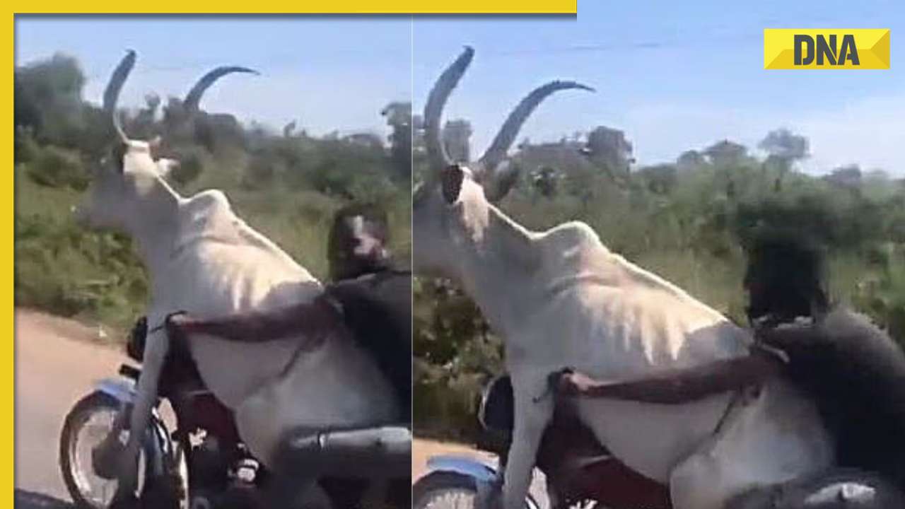 Man takes bull on unusual bike ride, viral video turns heads