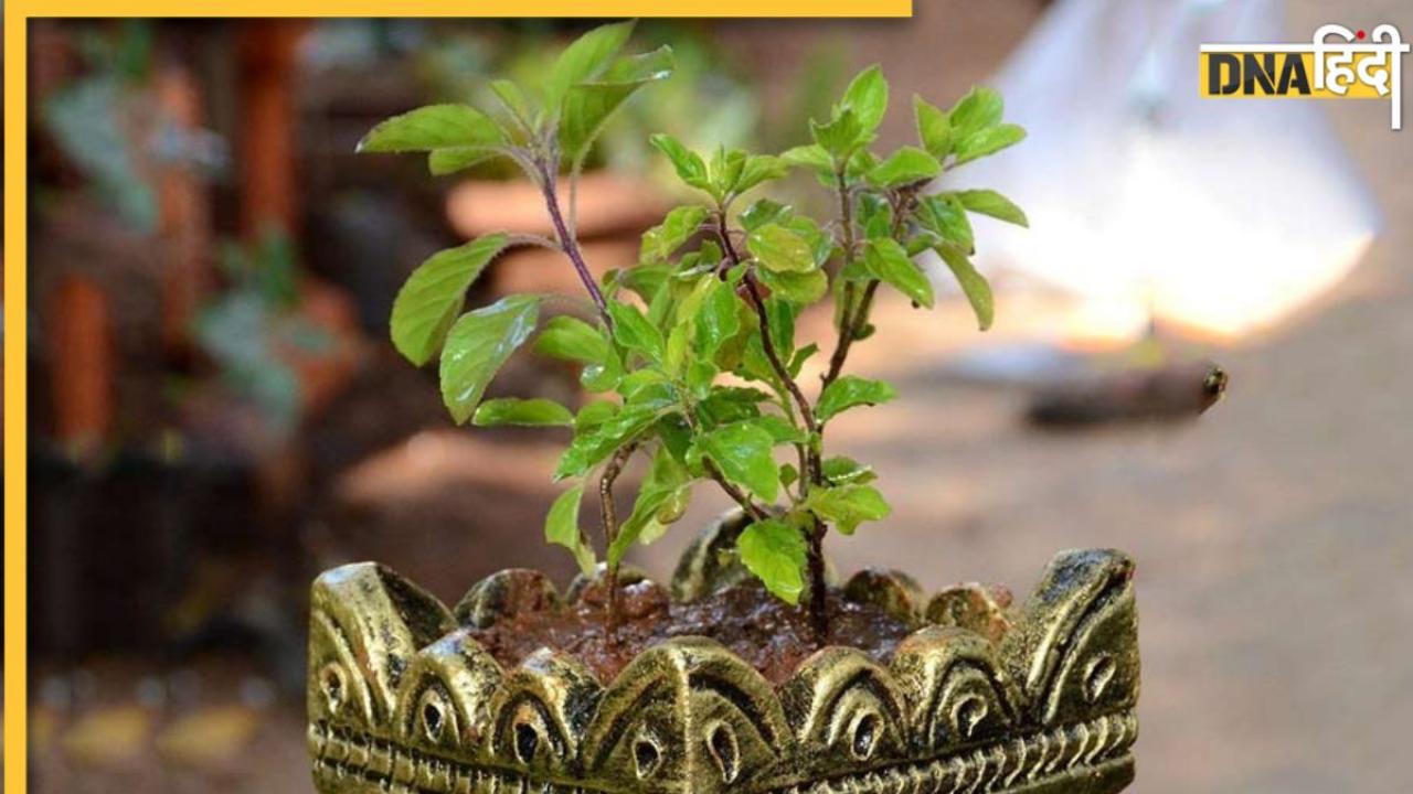 Rules of Tulsi Puja: कार्तिक माह में भूलकर भी न करें तुलसी से जुड़ी ये भूल, घोर दरिद्रता के होंगे शिकार