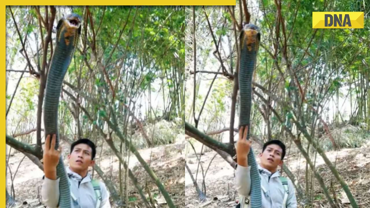 Fearless man poses with massive king cobra, viral video shocks internet
