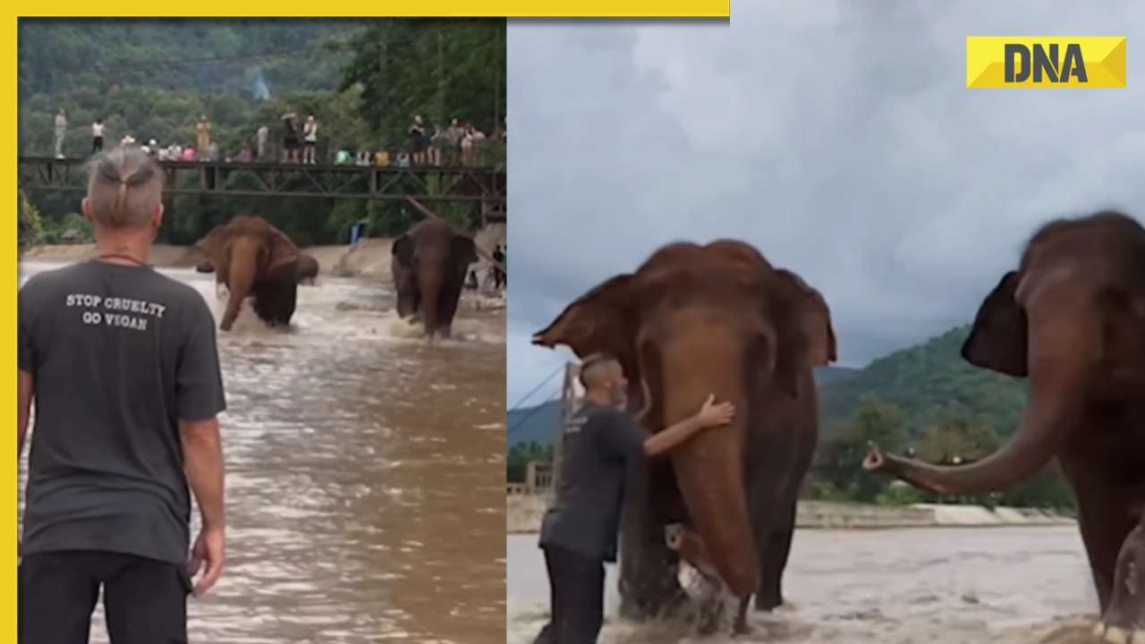 Viral video: Elephants' joyous reunion with human friend after month apart wins the internet