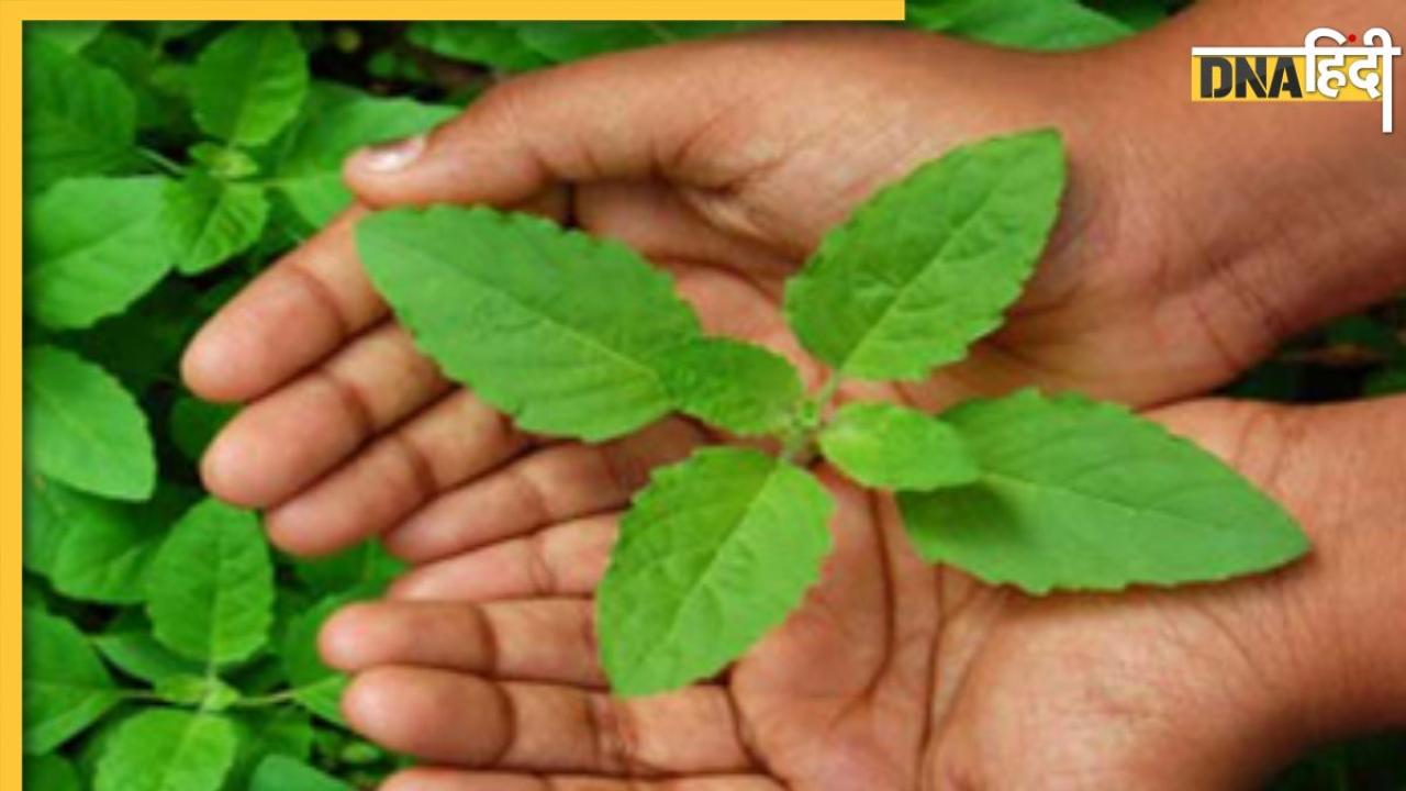 Tulsi Leaves: डायबिटीज मरीजों के लिए रामबाण है तुलसी के पत्ते, ब्लड शुगर कंट्रोल करने से लेकर सेहत को मिलते हैं 5 और फायदे