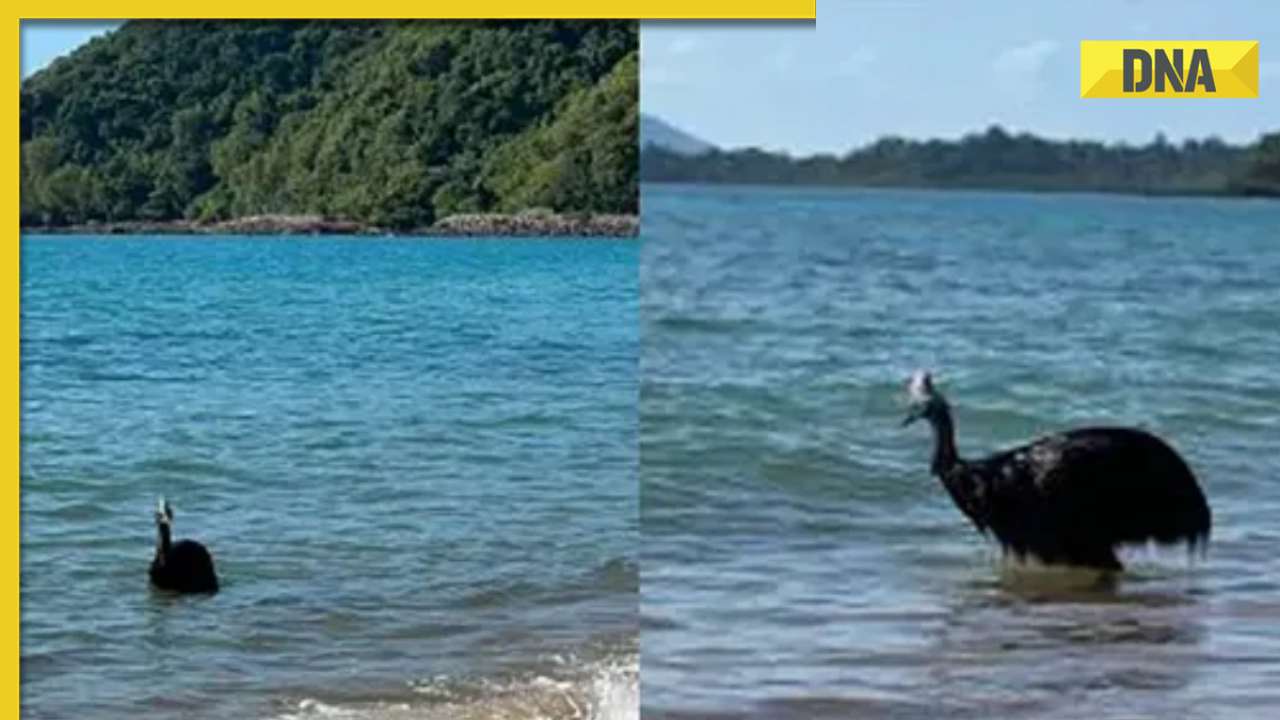'World's most dangerous bird' emerges from Australia's ocean: Here's all you need to know