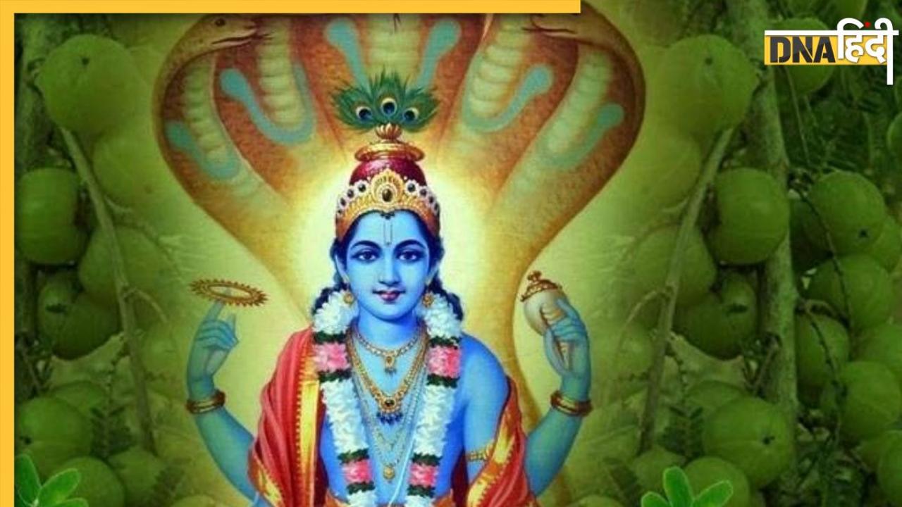 Akshaya Navami 2023:  आज है अक्षय नवमी, आंवले के पेड़ की पूजा से खत्म होंगे सारे कष्ट और पाप