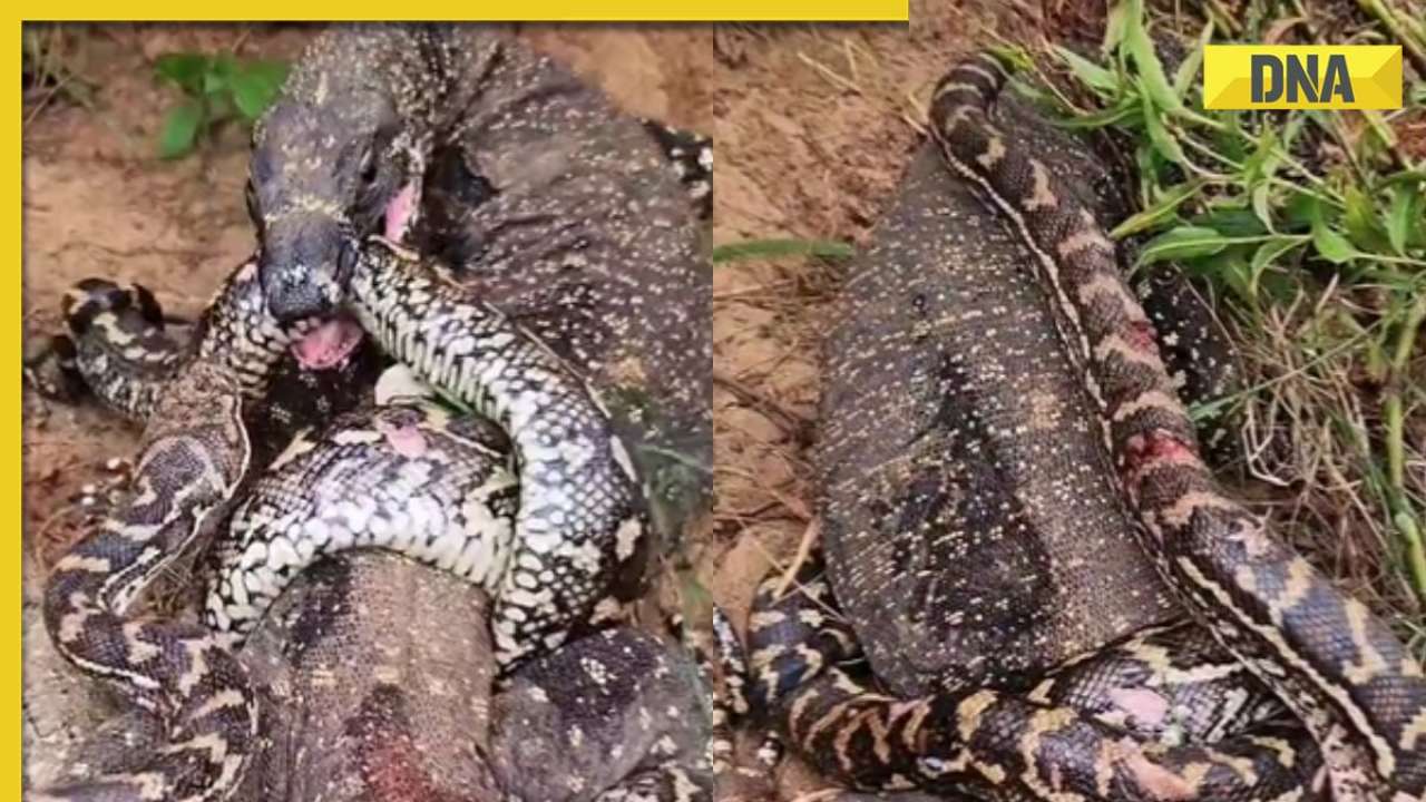 Viral video: Huge python vs big Komodo dragon ‘dreadful fight', watch here