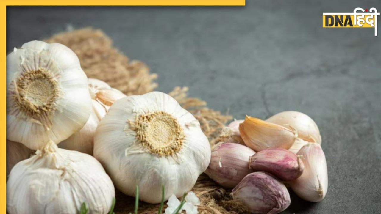 Garlic Benefits In Winter: इम्यूनिटी को बूस्ट कर मौसमी बीमारियों से बचाएगा लहसुन, जानें खाने का सही तरीका