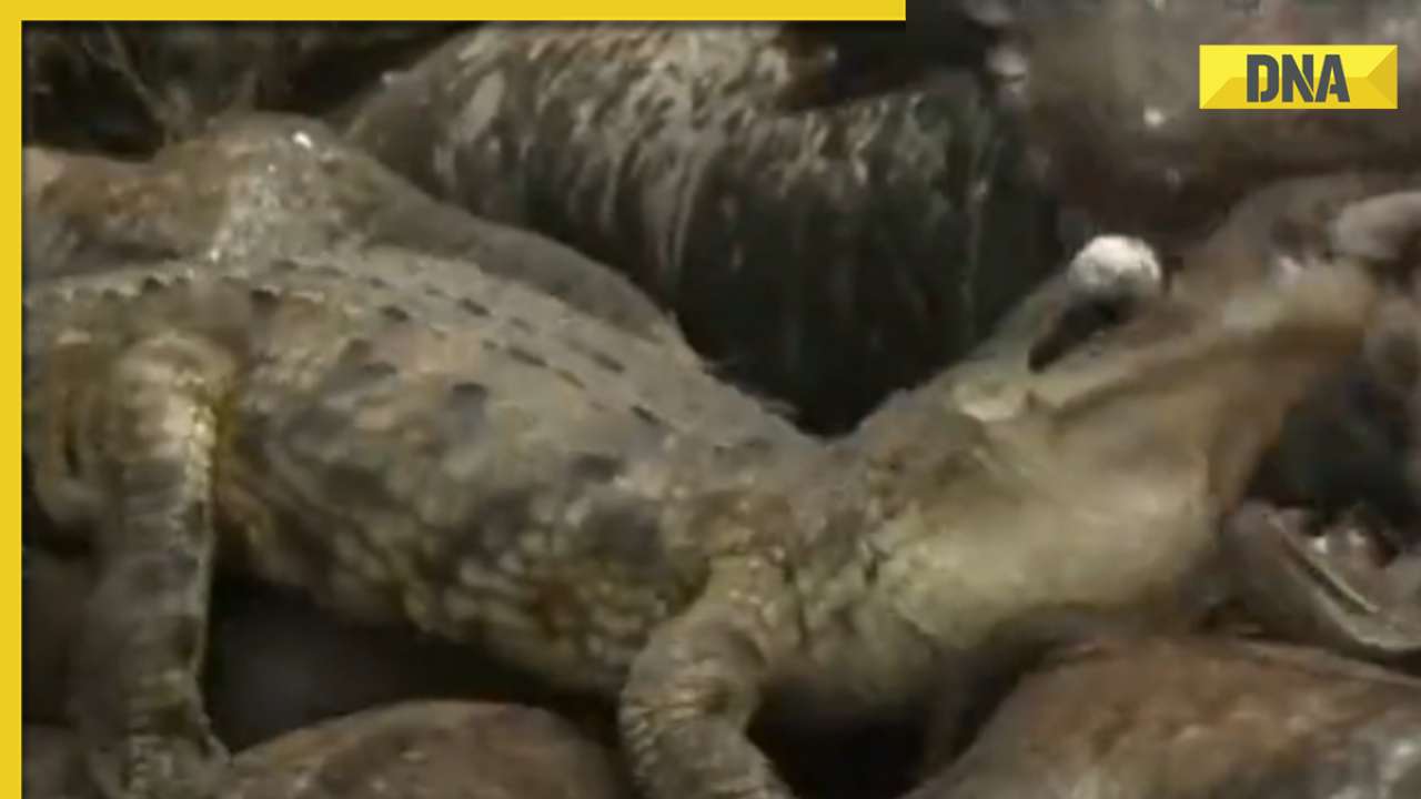 Viral video: Crocodile's deadly ambush on flying vulture shocks internet, watch