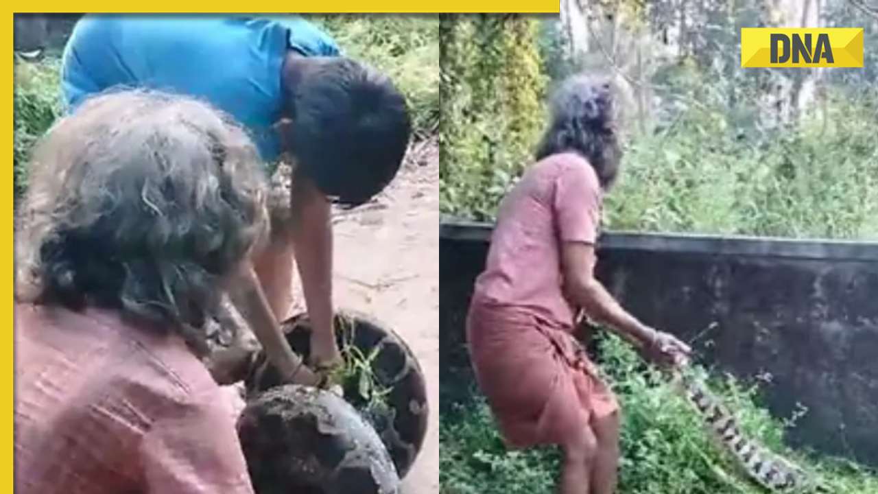 Viral video: Fearless teen and elderly man team up to rescue massive python, watch