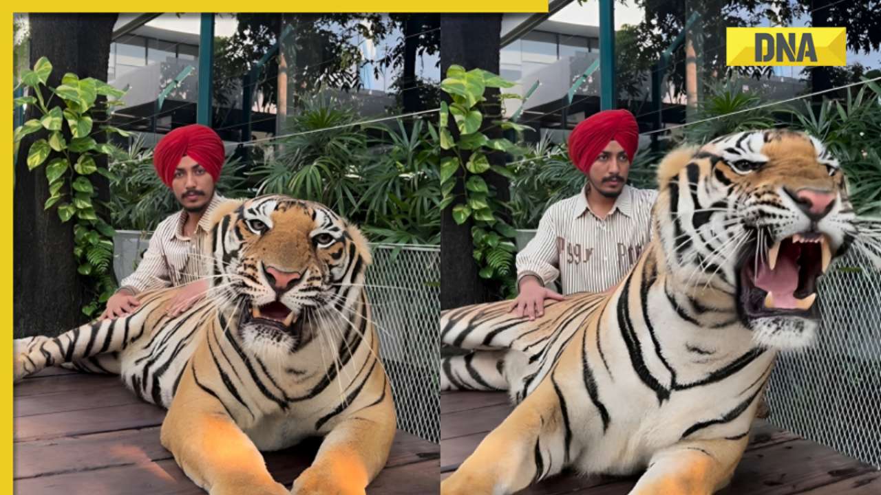 Viral video sparks outrage as man attempts to pet giant tiger, watch