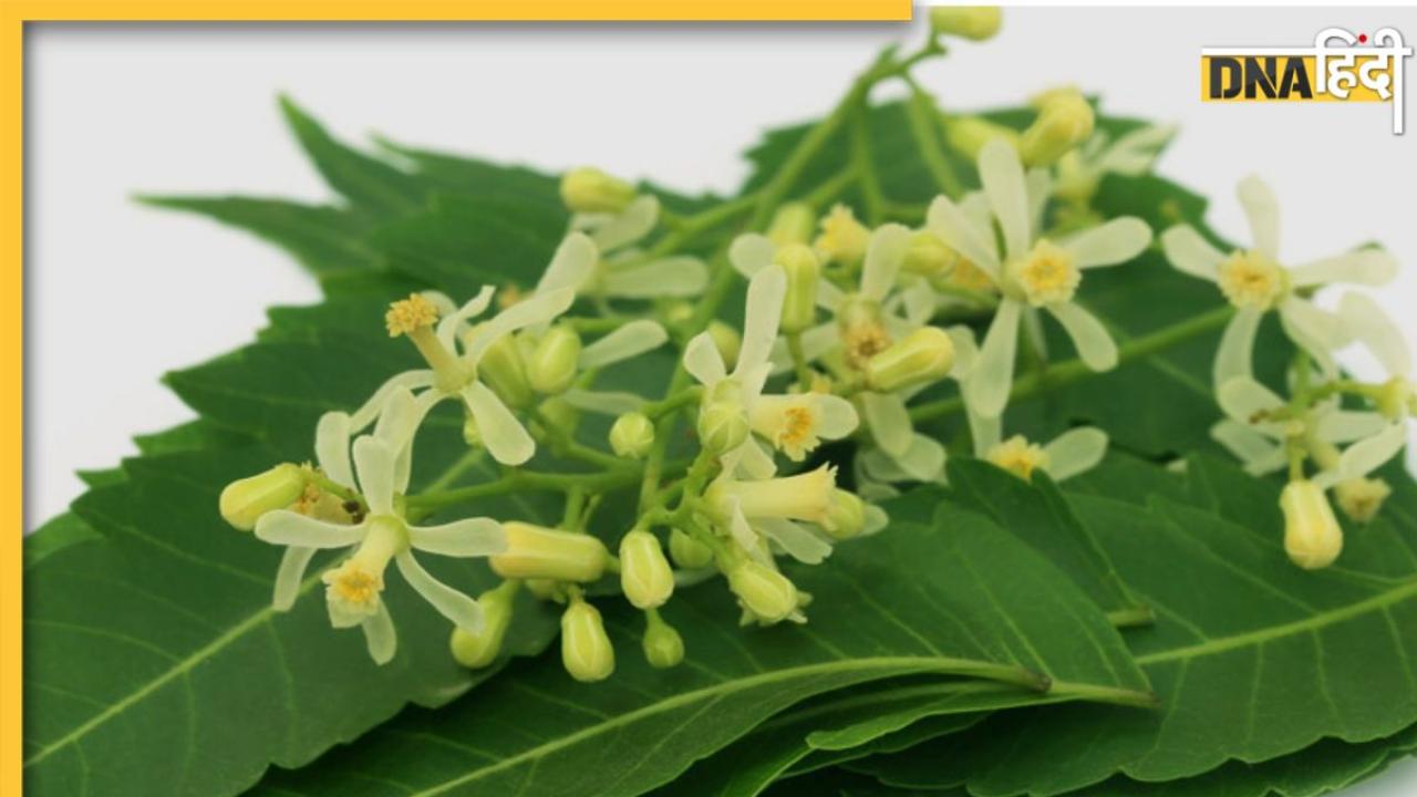 Neem Flower Benefits: पत्तियां-छाल ही नहीं, नीम के फूल भी सेहत के लिए हैं वरदान, जानें क्या हैं इसके फायदे