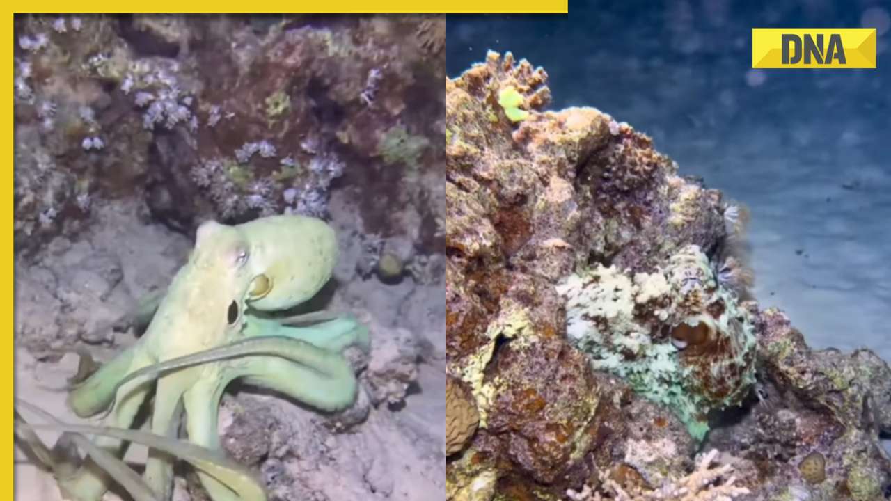 Octopus miraculously changes colors to match objects it touches, viral video captivates internet