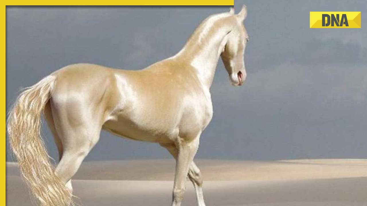 This is world's most beautiful equine, also known as 'Golden Horse', commands a price of...