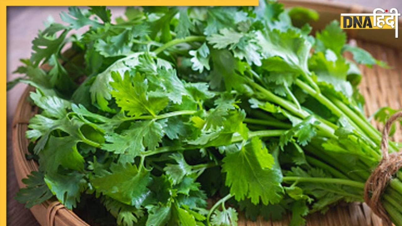 Coriander Leaves Benefits: गार्निशिंग के लिए इस्तेमाल होने वाला धनिया पत्ता इन 5 बीमारियों में है रामबाण, मिलते हैं ये फायदे