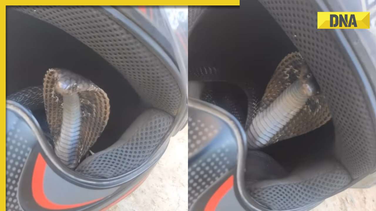 Viral video: Snake found coiled inside biker's helmet, internet is scared