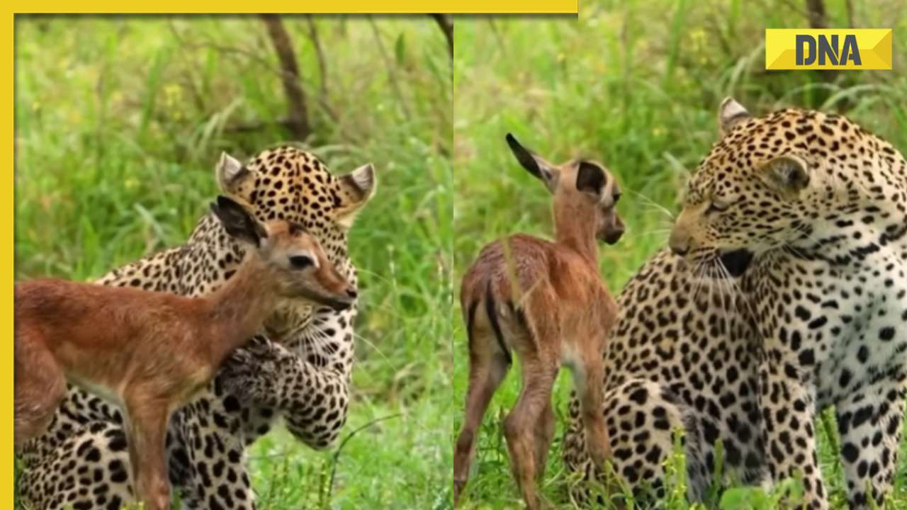 Viral video: Leopard protects baby deer from hyena threat, watch
