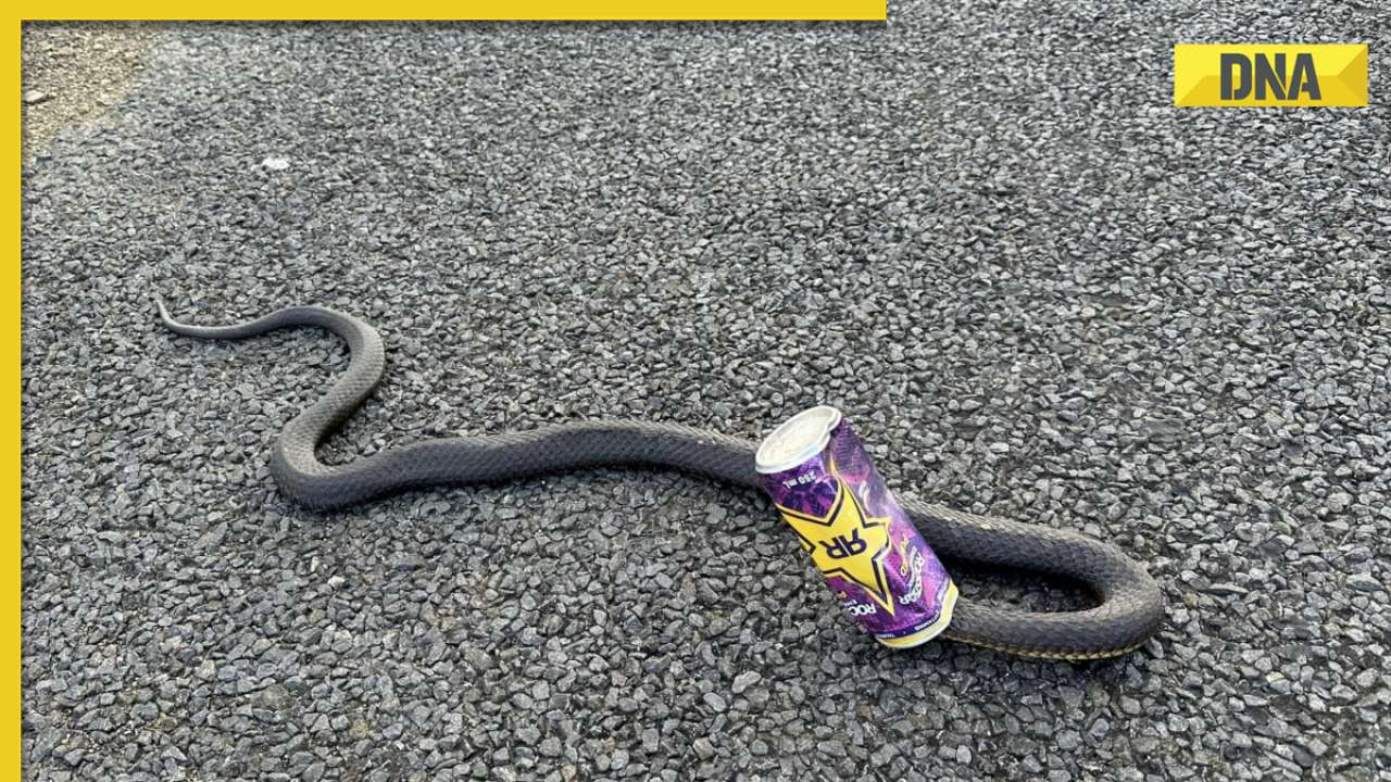 Brave rescue effort frees poisonous snake stuck in beverage can