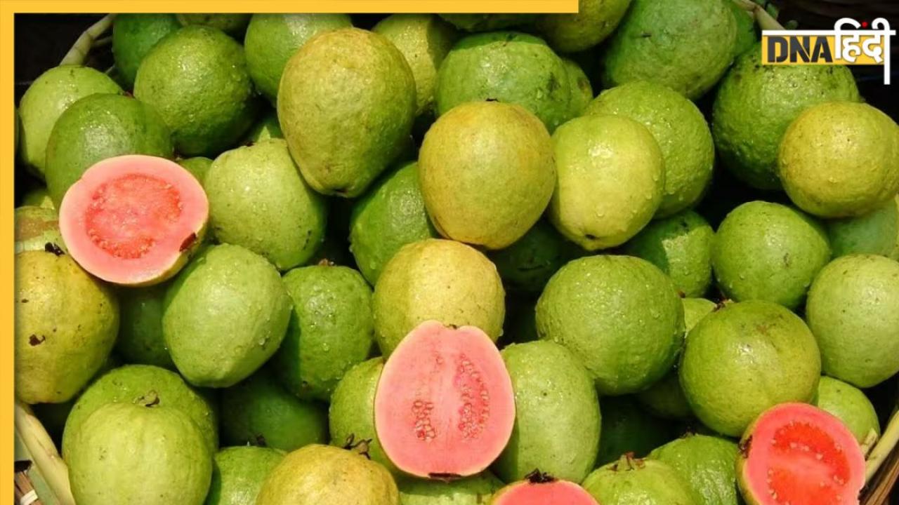 Guava Health Benefits: सर्दियों में अमरूद खाने से मिलते हैं कई फायदे, इन 5 बीमारियों से तुरंत मिलती है राहत