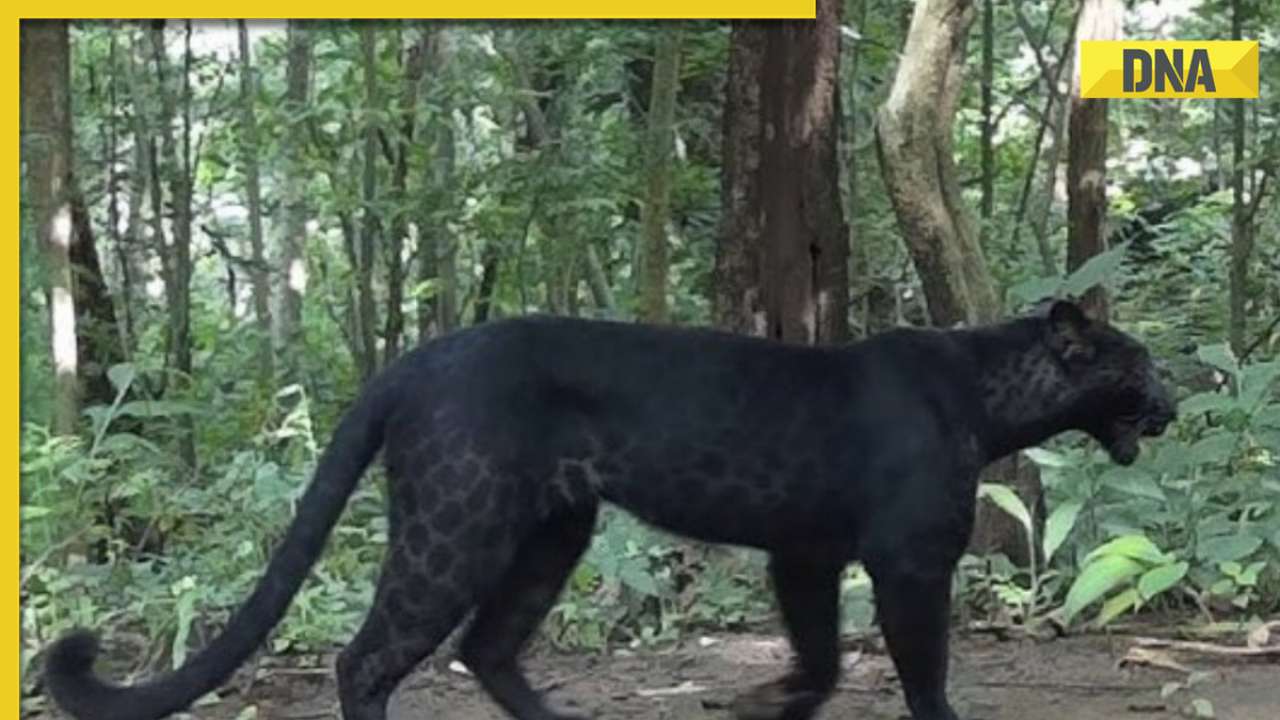 Bagheera in real life: Black panther spotted in Odisha, viral pics captivate social media