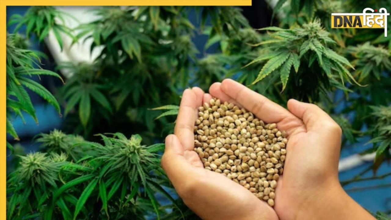 Hemp Seeds Benefits: शरीर के भयंकर दर्द से छुटकारा दिलाएंगे भांग के बीज, मिलेंगे और भी कई फायदे