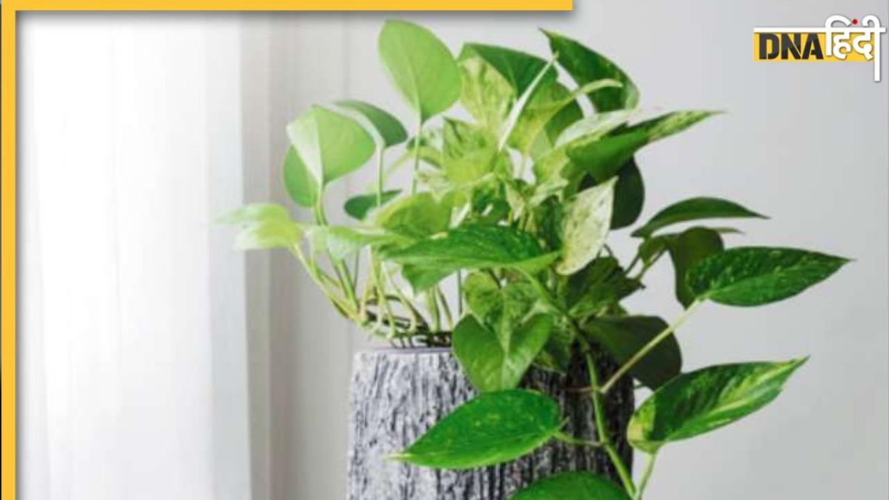 Money Plant Vastu: मनी प्लांट को बांधें यह धागा, तरक्की, धन वृद्धि को कोई नहीं रोक सकता