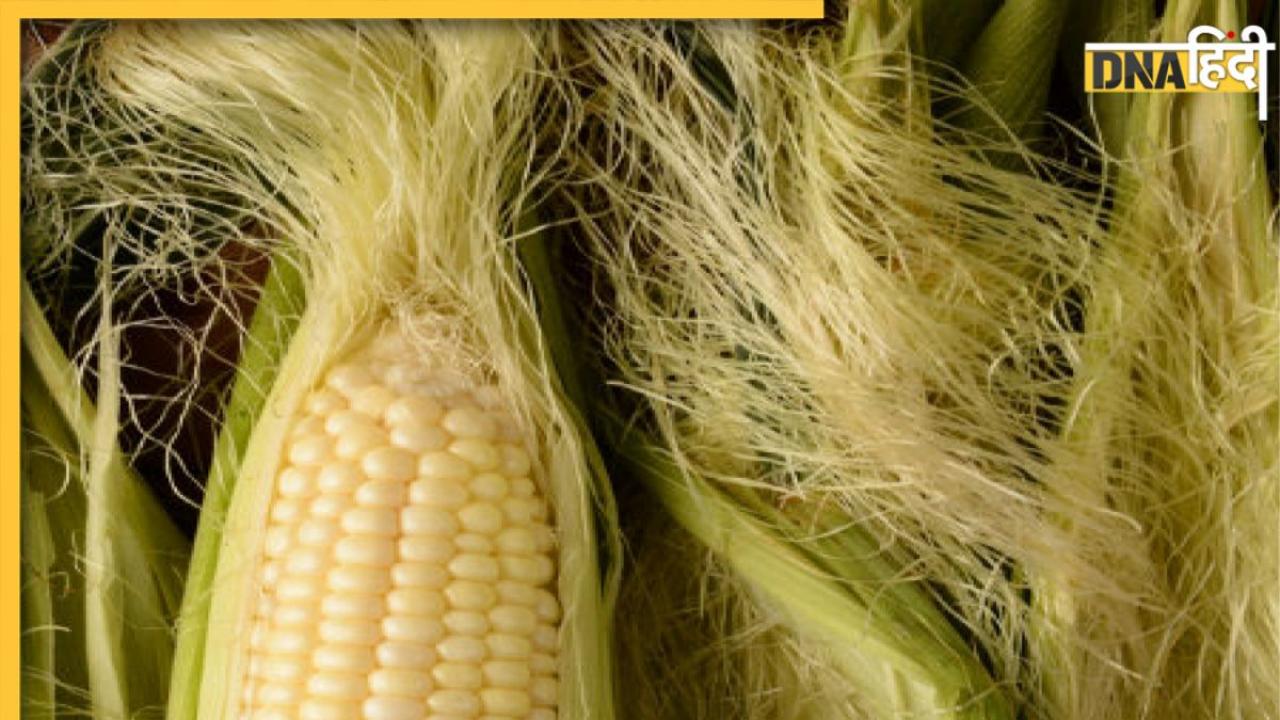 Corn Silk Benefits: डायबिटीज से किडनी स्टोन तक, भुट्टे का बाल में छिपा है इन 4 बीमारियों का पक्का इलाज