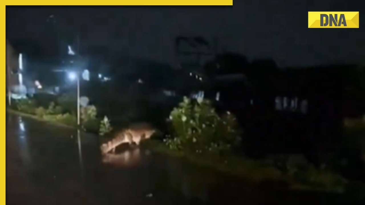 Viral video: Massive crocodile takes a stroll on Chennai road amidst heavy rains, watch