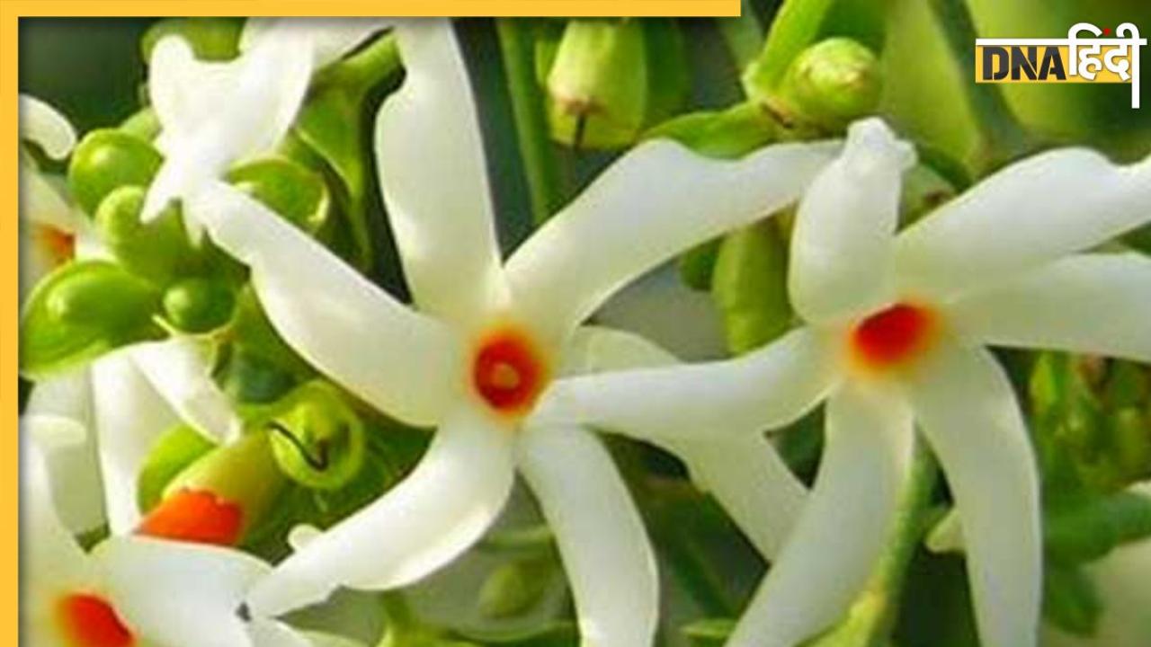 Health Benefits Of Jasmine: डायबिटीज से लेकर आर्थराइटिस तक सही कर देगा यह महकदार फूल, इन 6 बीमारियों की होगी छुट्टी