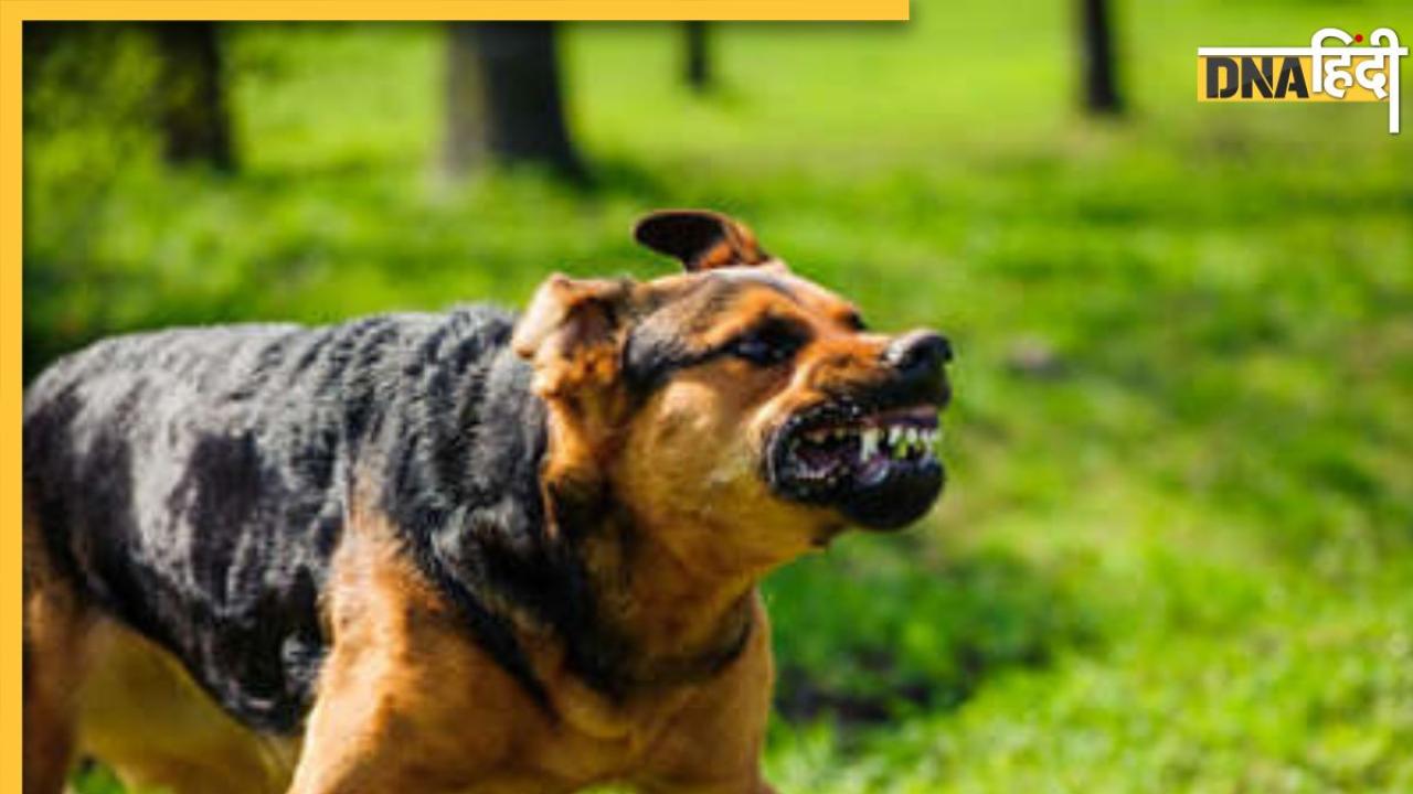 Bihar News: नवजात का शव मुंह में दबाकर घूम रहा था कुत्ता, छुड़ाने के लिए लोगों ने की मशक्कत 