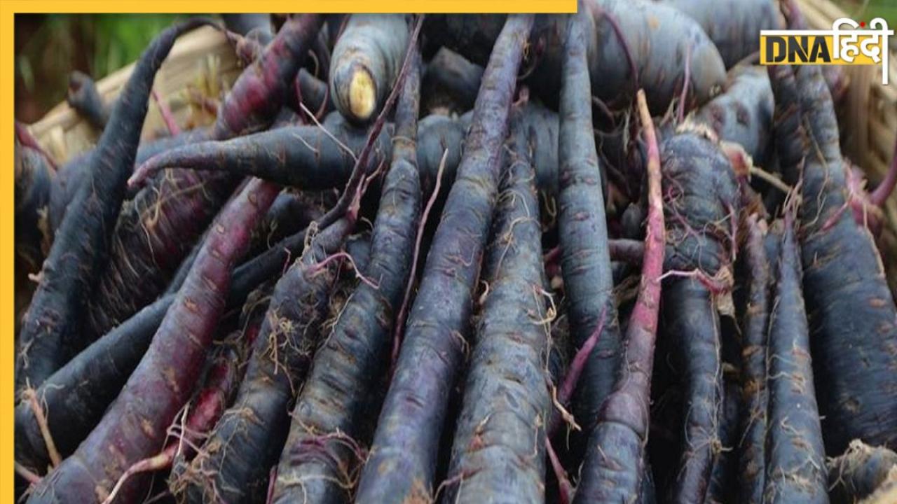 Black Carrot Benefits: हार्ट डिजीज से डायबिटीज तक, सर्दी में रोज काला गाजर खाने से ये 5 बीमारियां रहेंगी दूर 