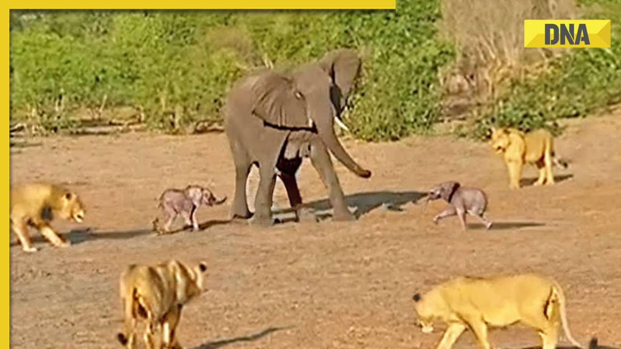 Heroic elephant mother fights off pack of lions to protect calves in viral video, watch