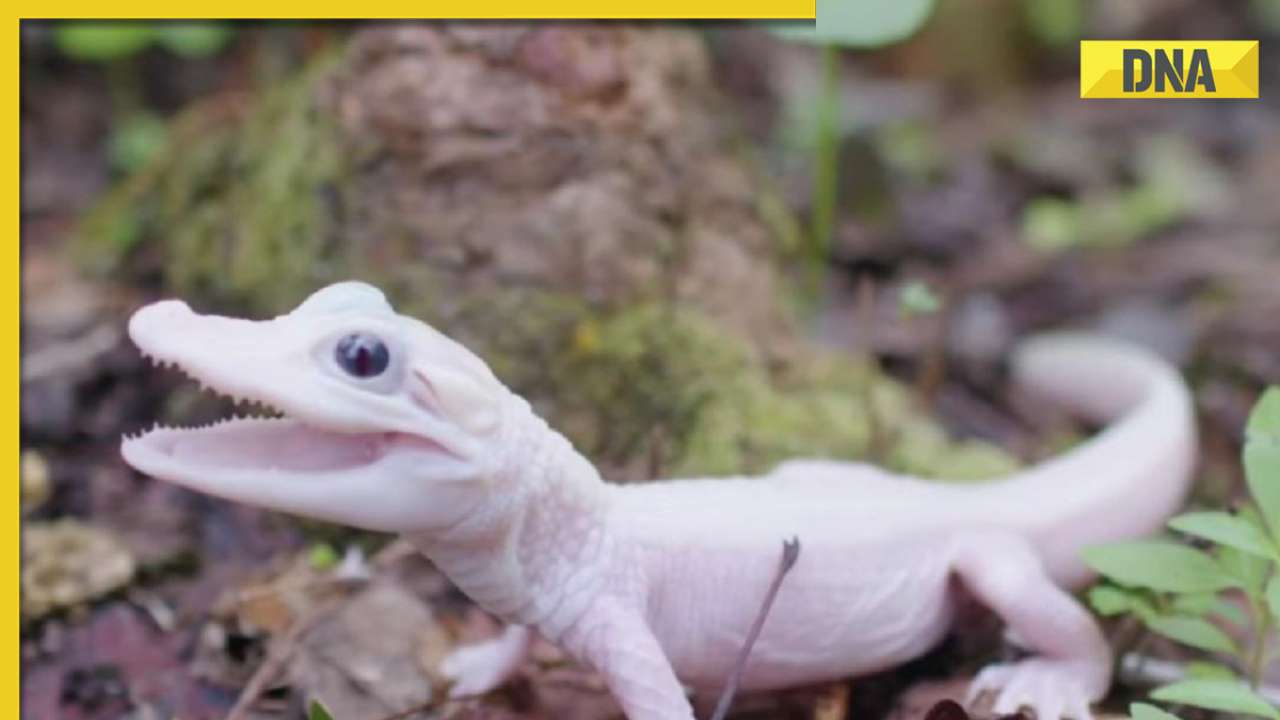 Florida reptile park welcomes birth of exceptionally rare white alligator, details inside