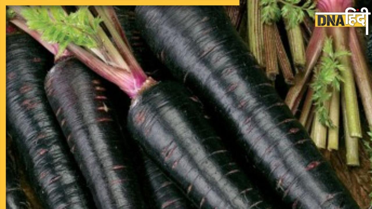 Black Carrot Benefits: सर्दियों में लाल से भी ज्यादा फायदेमंद है काली गाजर, पेट से लेकर दिल तक की हेल्थ को रखती है दुरुस्त