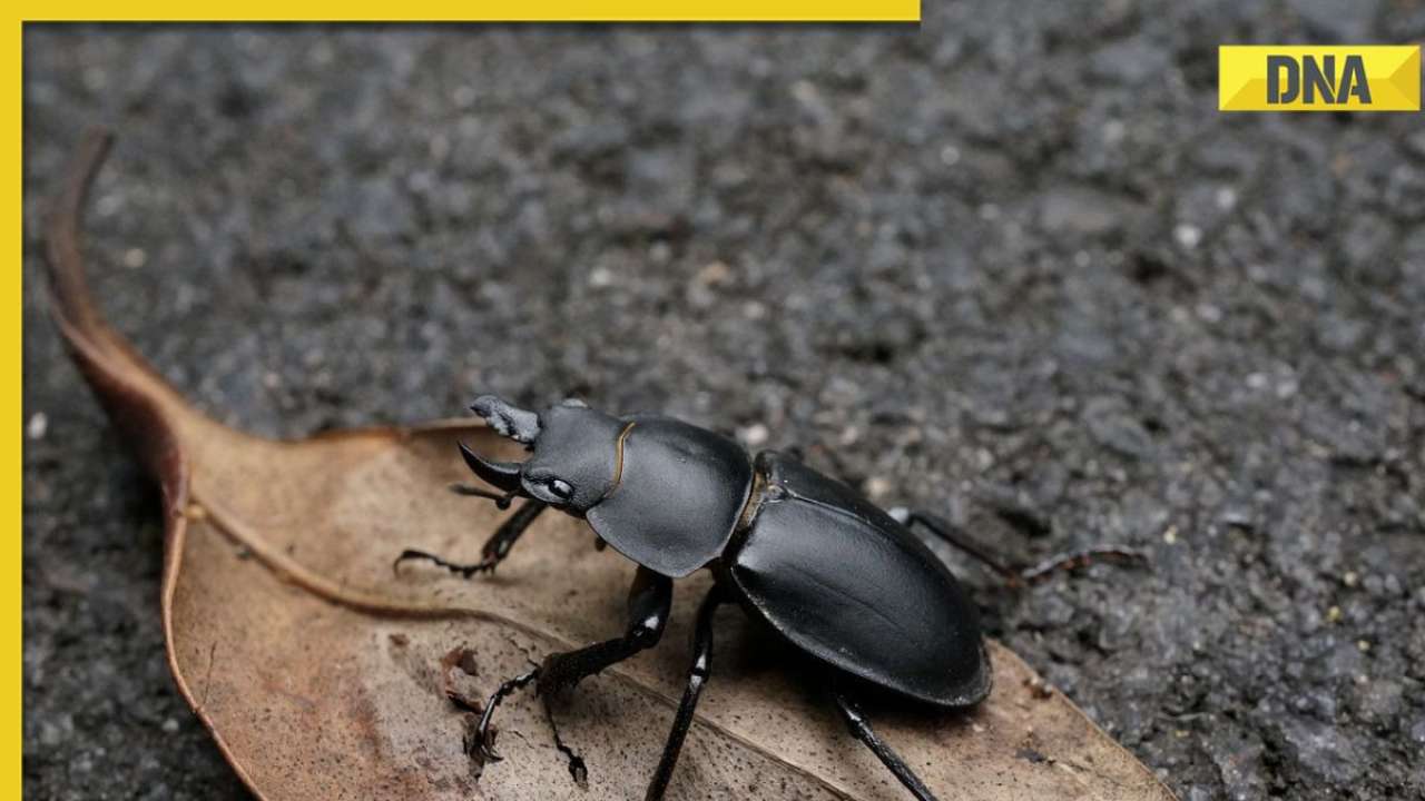 World's most expensive insect lives in garbage, its value is more than the price of BMW, Audi