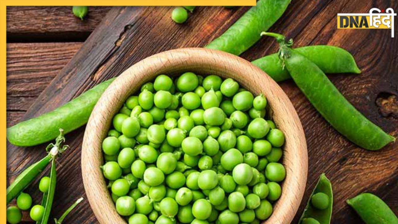 Green Peas Benefits:सर्दियों में रोज खाएं कच्ची हरी मटर मिलेंगे ये 5 बड़े फायदे, दुरुस्त रहेगी सेहत