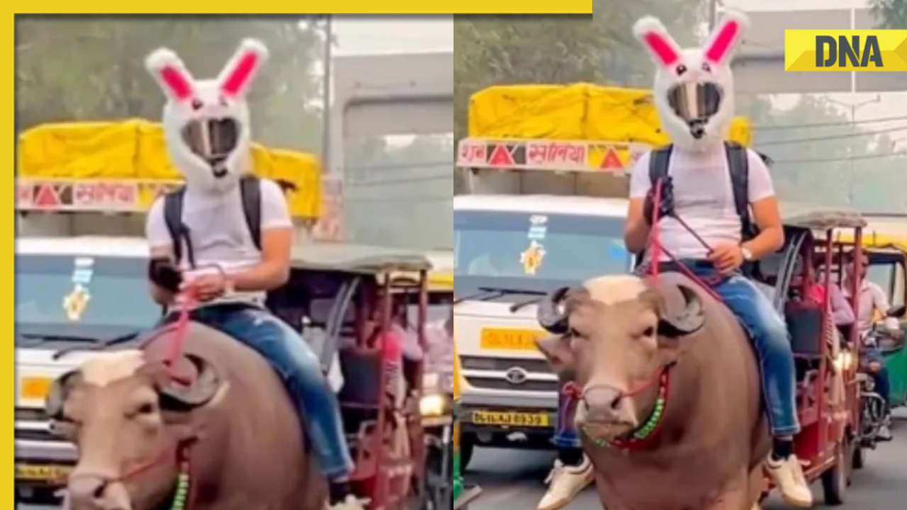 Delhi: Man rides bull wearing bunny helmet on crowded road in viral video, internet reacts