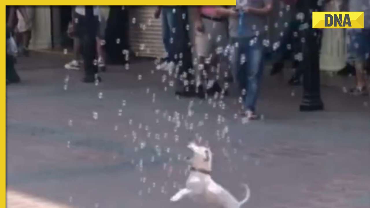 This video of adorable puppy trying to catch bubbles will make your day, watch