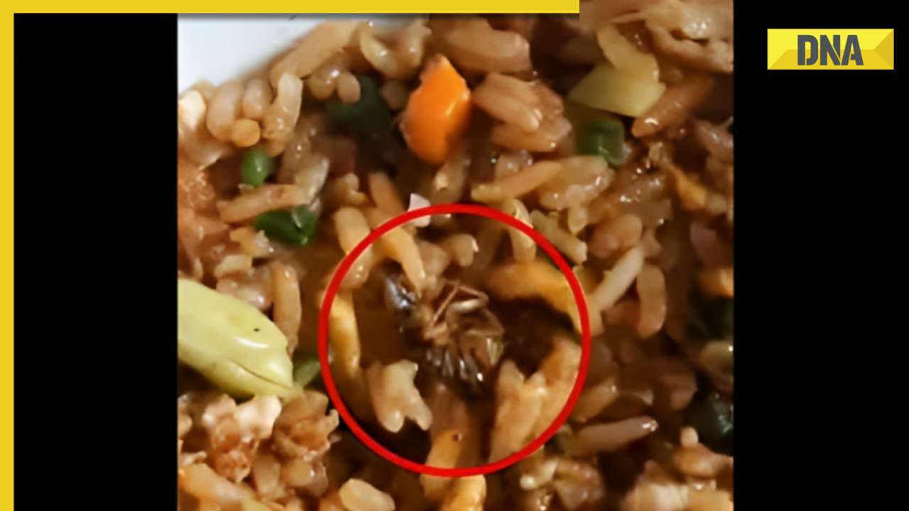 Bengaluru resident finds cockroach in Zomato-ordered food, company responds