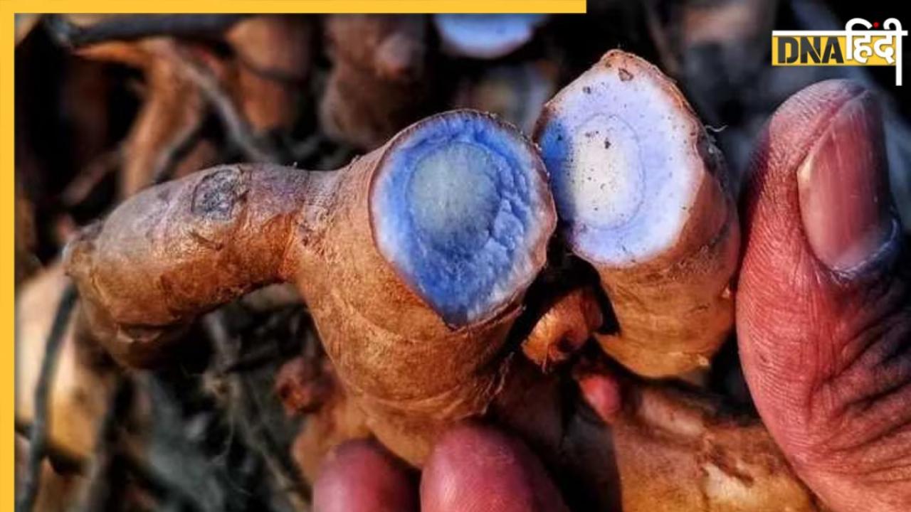 Black Turmeric Benefits: औषधीय गुणों की खान है काली हल्दी, चोट-मोच से जोड़ों के दर्द तक, इन बीमारियों में है फायदेमंद