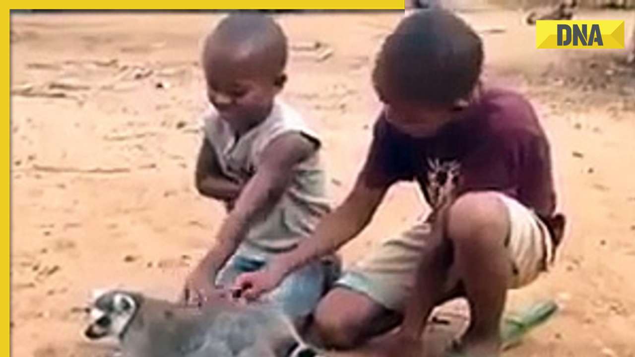 Lemur commands back scratches from two boys in viral video, internet in splits