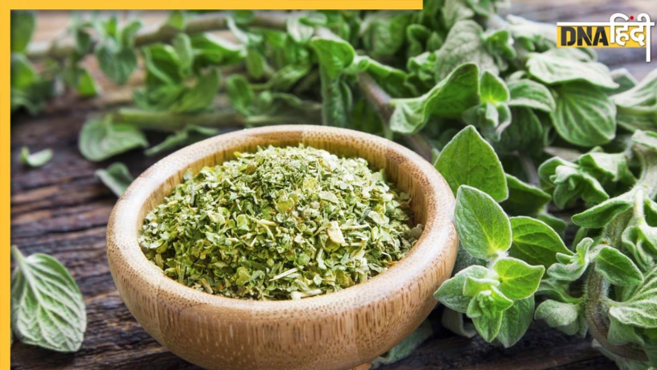 Most Powerful Herb: महंगी दवाओं को भी फेल कर देगा ये सस्ता नेचुरल एंटीबायोटिक, कई बीमारियों की करेगा छुट्टी