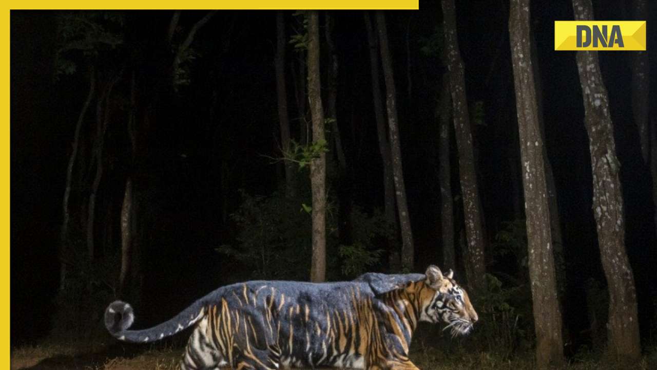 Rare images of black tigers from Odisha captivate the internet, see pics here