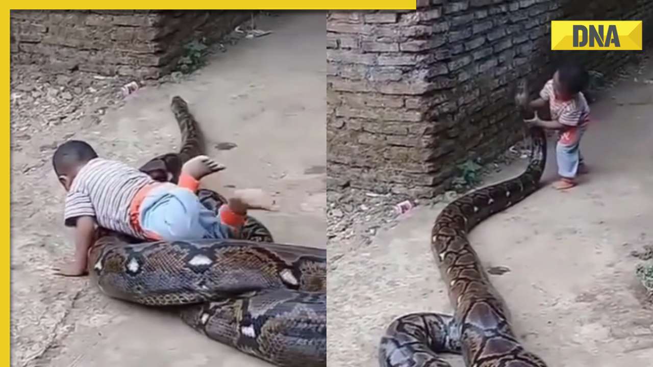 Little boy takes scary ride on massive python, viral video terrifies internet