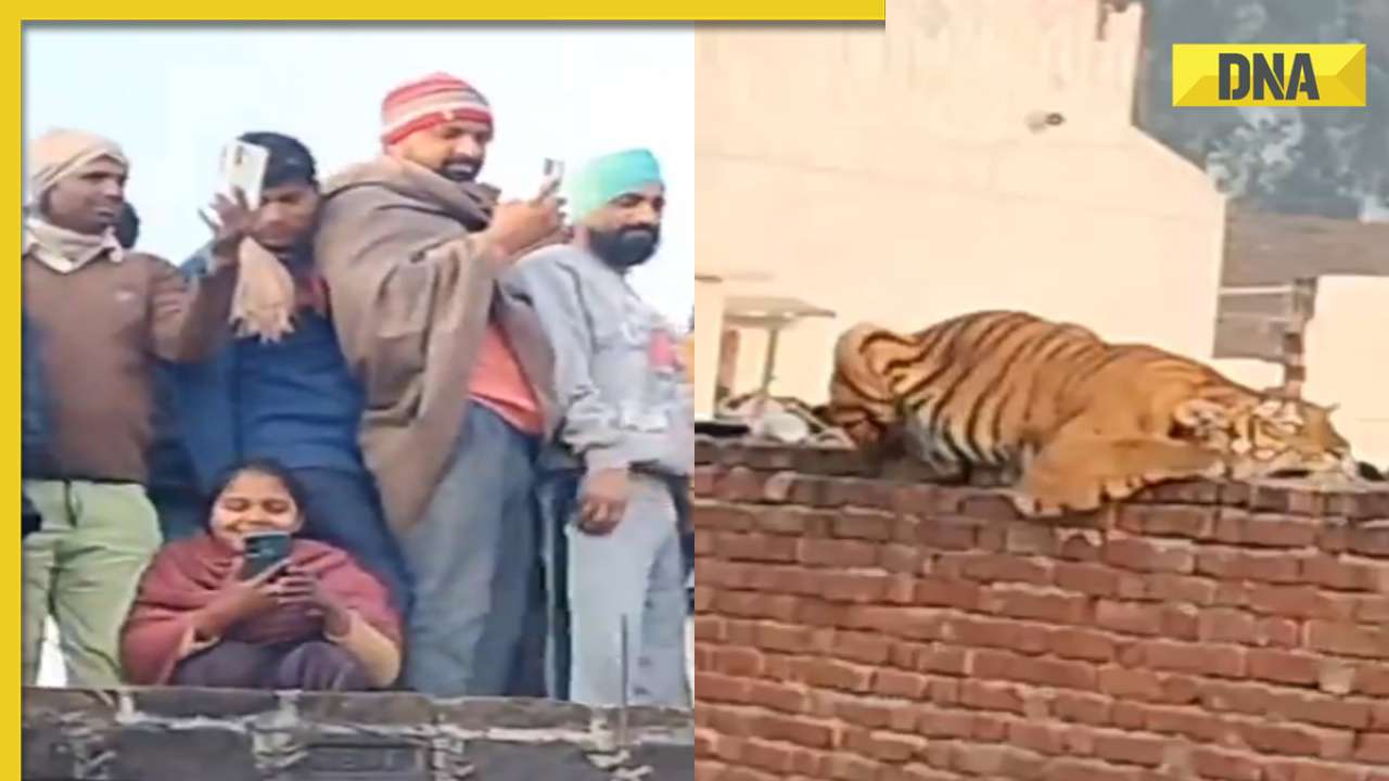 Watch: Tiger enters UP village, rests atop Gurudwara wall, draws massive crowd