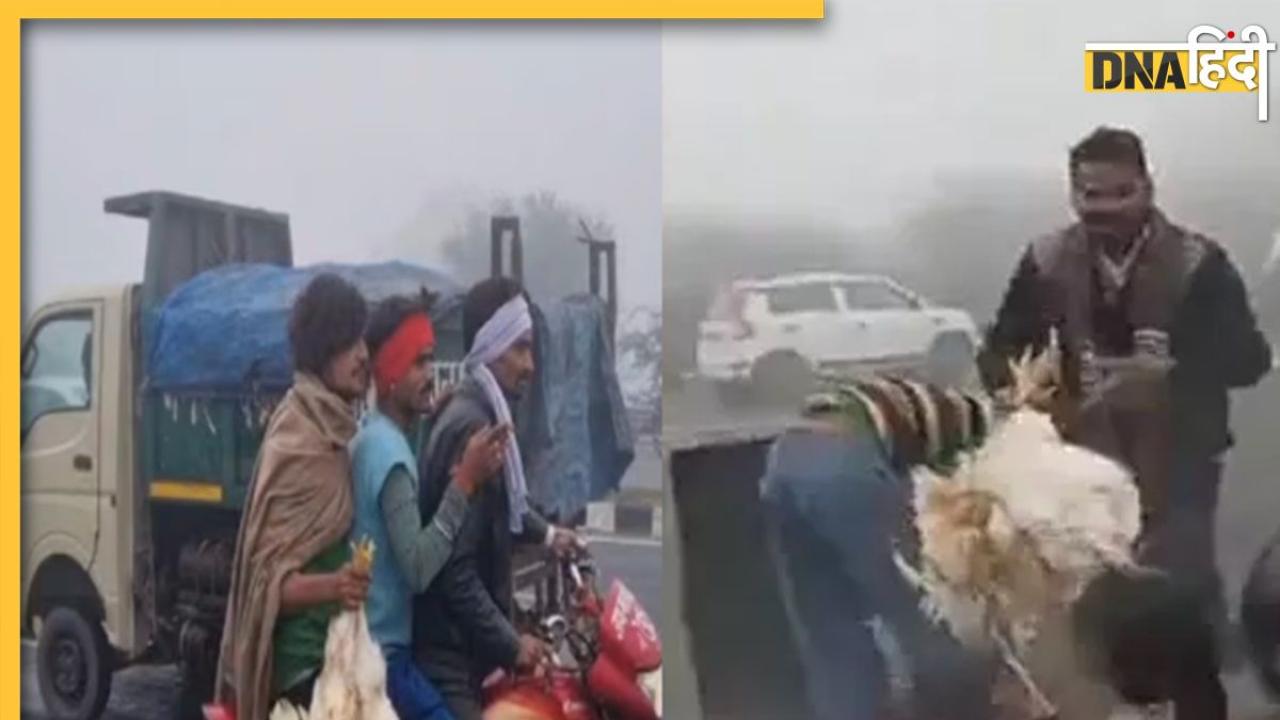 VIDEO: कोहरे में पलटी मुर्गों से भरी गाड़ी, घायलों को छोड़ लूटने में लग गए लोग, कोई बाइक तो कोई कार में लेकर हुआ फरार