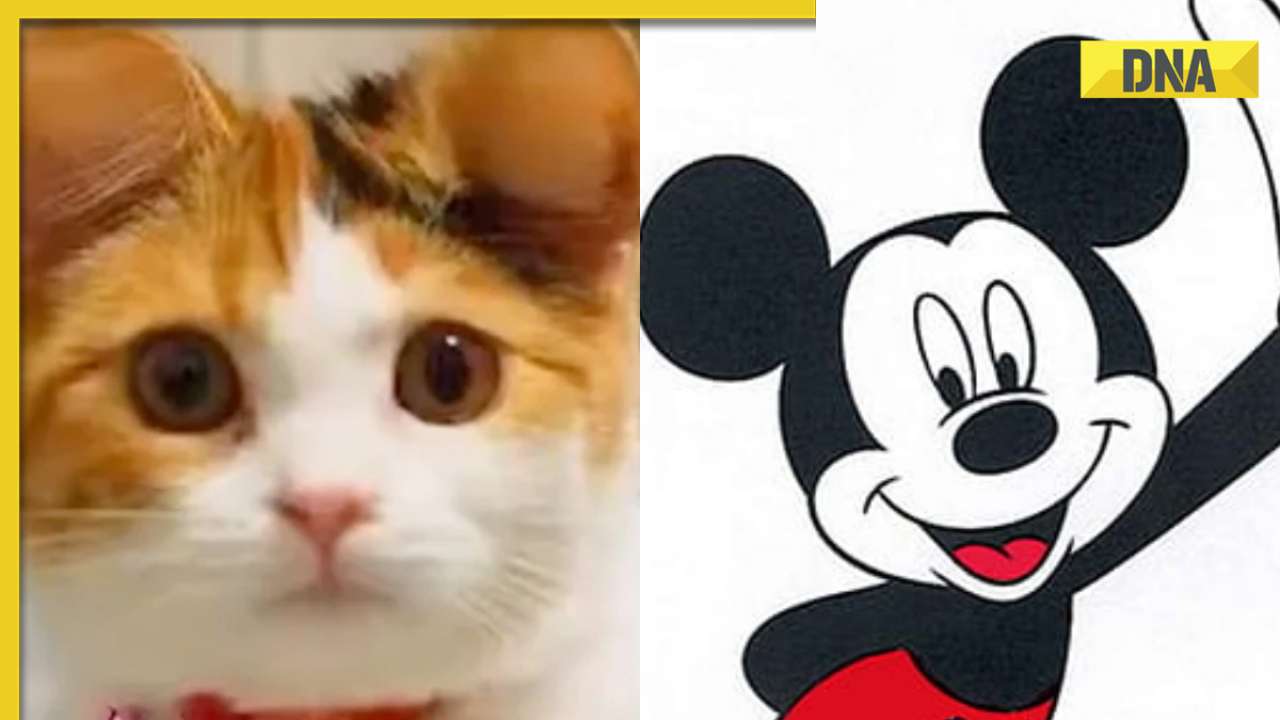 Concerns rise as pet owners choose 'Mickey Mouse ears' cosmetic surgeries for cats and dogs