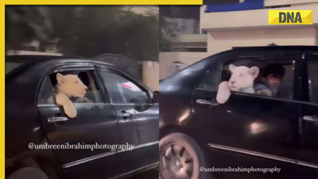Unusual scene in Pakistan: Lion cub spotted riding in car, video goes viral