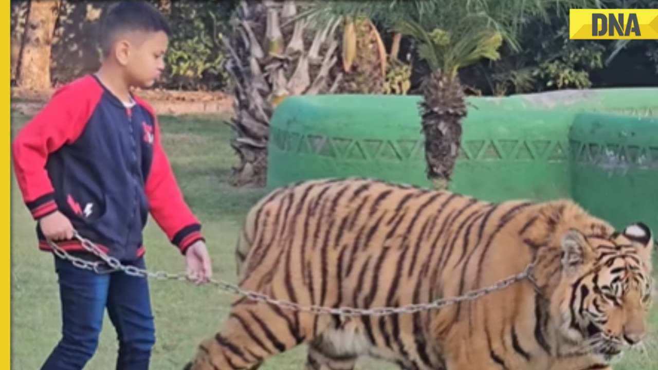 Viral video: Little boy strolls with enormous chained tiger, what happens next will shock you