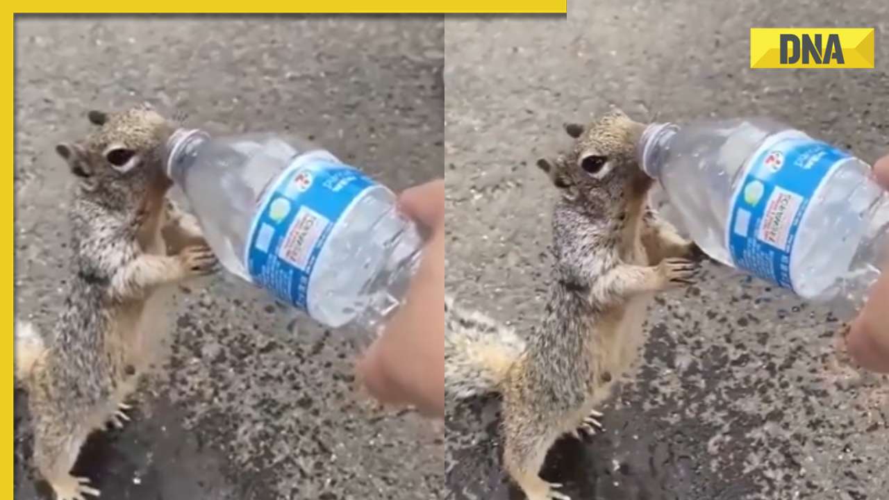 Viral video: Man quenches thirst of squirrel with water bottle, internet hearts it